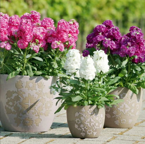盆栽紫罗兰花朵可开小半年,这个冬春时节阳台不可少的小草花