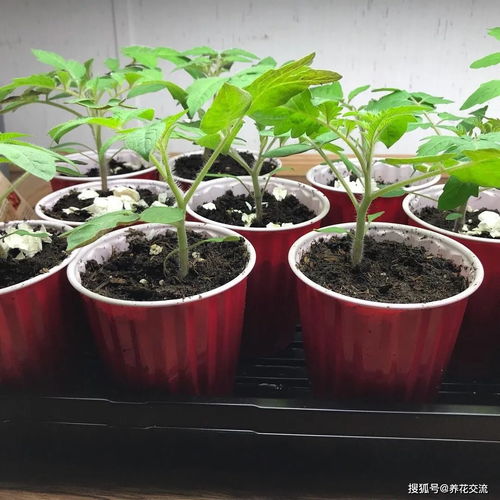 10月草本花卉播种指南,选哪些植物种子,怎么移栽幼苗易存活