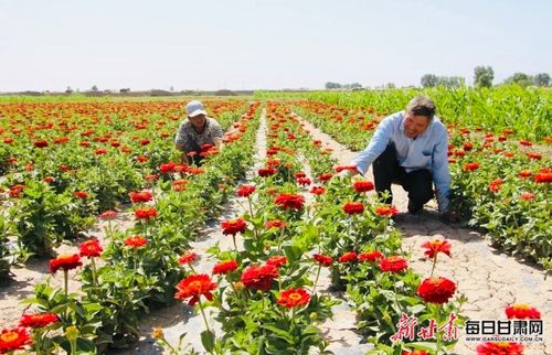 高台黑泉镇 花经济 铺就乡村致富路