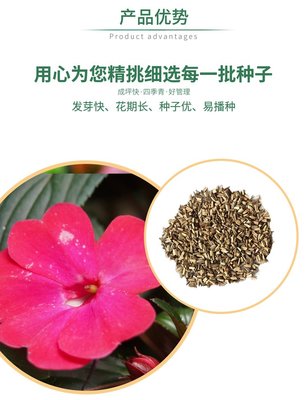 重瓣凤仙花花种花籽指甲花四季花卉易种植景观花海绿化草花种子