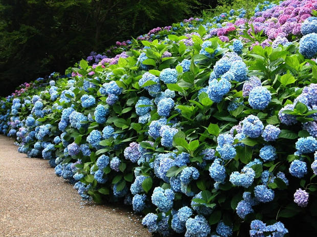 绣球花种籽子混色八仙花种室外庭院盆栽植物蓝绣球花香草植物种子