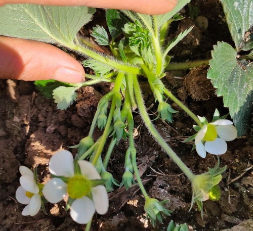 草莓苗怎么种 关键 2步 做好了,花多得数不清,草莓摘不停