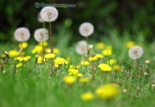 供应北京花卉种子 花种批发中心- 蒲公英早春花卉种子_农副产品_世界工厂网中国产品信息库