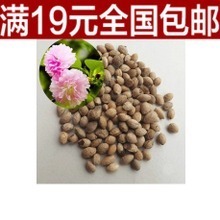 【樱花草种子】最新最全樱花草种子 产品参考信息