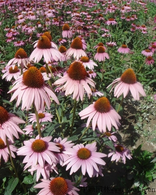 花卉种子 壮丽的花海景观是如何建造的