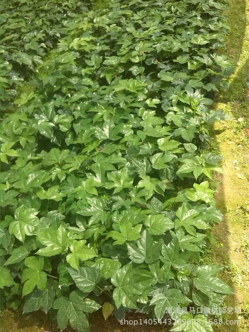 景观花卉种子报价 厂家