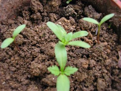 【醉碟孔雀草百日草熏衣草等花卉种子幼苗批发中】价格,厂家,花卉种子种苗
