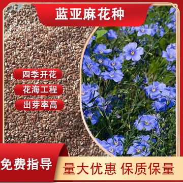 庭院阳台多年生蓝亚麻花籽盆栽花卉种子生态景观花海工程用草花种