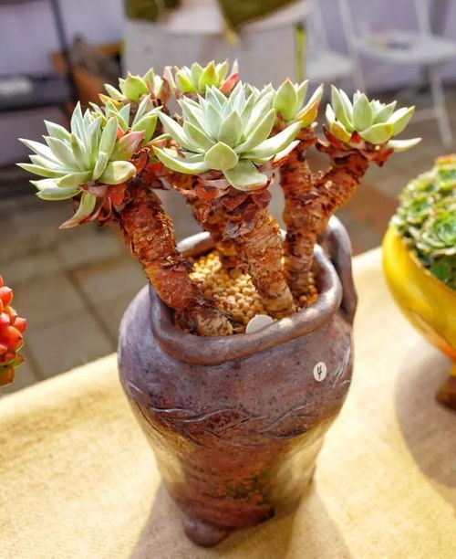 上海 万象多肉花卉展 随拍,这些多肉可能入眼