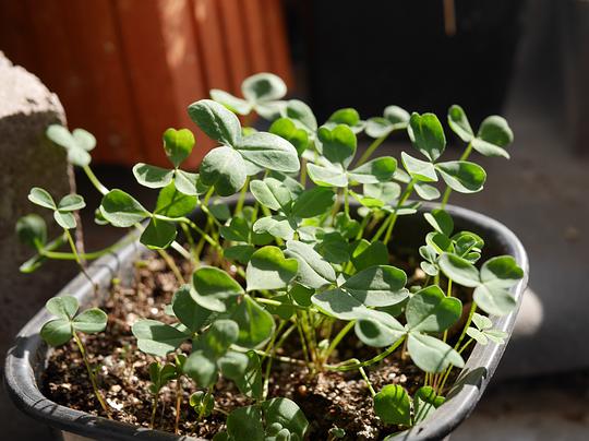 你的枪声里的相册 养 花 种 草