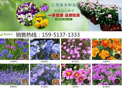波斯菊种子什么时候种植开花好看吗是菊花吗|花卉种子|花卉盆景|供应信息|597苗木网