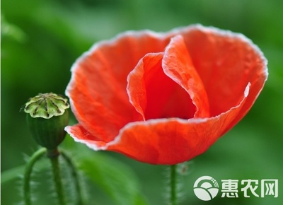 我要发芽 花卉种子 虞美人种子 丽春花 赛牡丹 锦被花