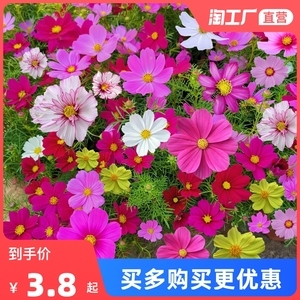 波斯菊菊花种子