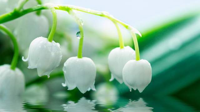 5种花草栽进院子里,帮你打造出四季有花赏,时时有花香的小花园