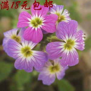 花卉种子 七里香种子 芳香草花卉植物阳台盆栽易种维吉尼亚紫罗兰优惠价2元,花卉种子精心为您挑选-麦尔网购导航-网购宝