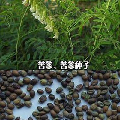 牡丹,芍药价格_供牡丹,芍药,绿化树苗,花卉种苗_山东菏泽市牡丹,芍药生产供应.