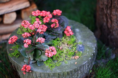 郫都 归园田居,邂逅乡村生活的诗意
