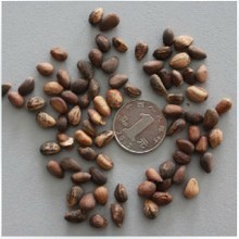 【松柏种子】最新最全松柏种子 产品参考信息