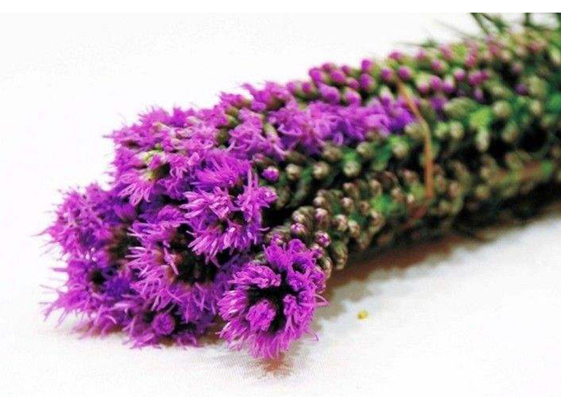 蛇鞭菊 多年生花期长的优雅花卉