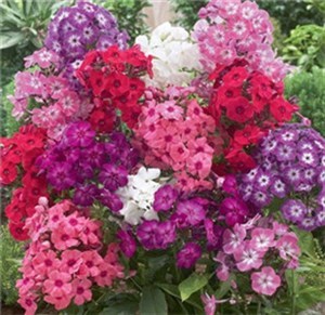 花卉种子：种植美丽的起点