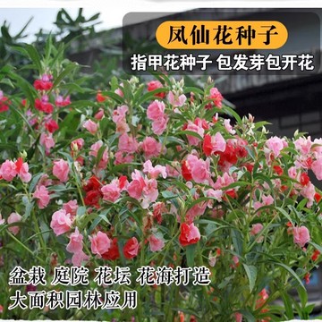 凤仙花——阳台盆栽与景观绿化的优雅之选