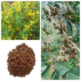 连翘花卉种子的种植与养护指南