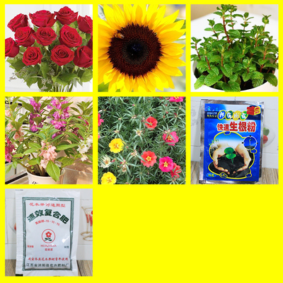 果蔬花卉种子的入门指南 五种新手易种的花卉与蔬菜