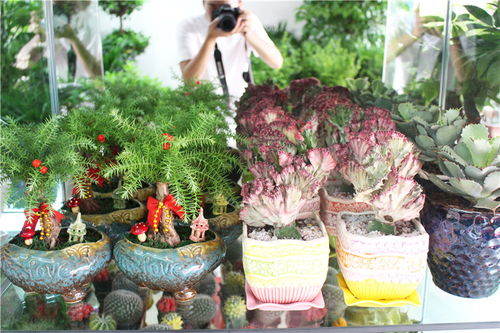 乐平市盛兴花艺 花卉种子的选择与种植指南