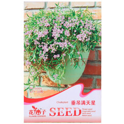 办公室花卉选购指南 种类、成本与种子种植全解析