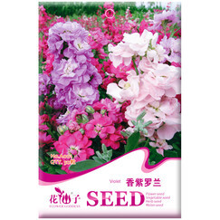 办公室花卉选择与种植指南 品种推荐、价格解析与花卉种子简介