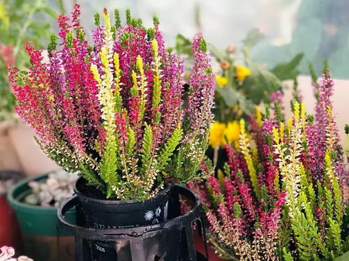 这8种货真价实的网红花，开花很良心，养护超简单