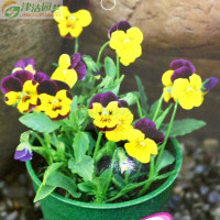 津沽园艺小蝴蝶花与小角堇种子 复色花卉种植指南与购买信息