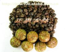 工厂绿化设计施工与苗木供应全解析