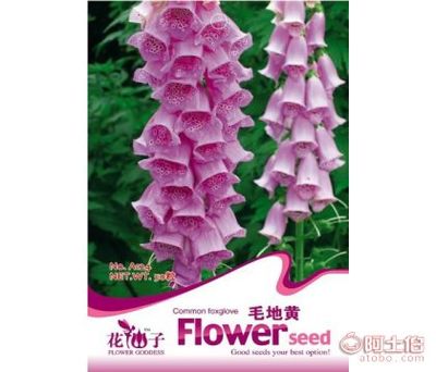 彩色袋装花卉种子毛地黄花种子家庭装 为家居增添自然之美