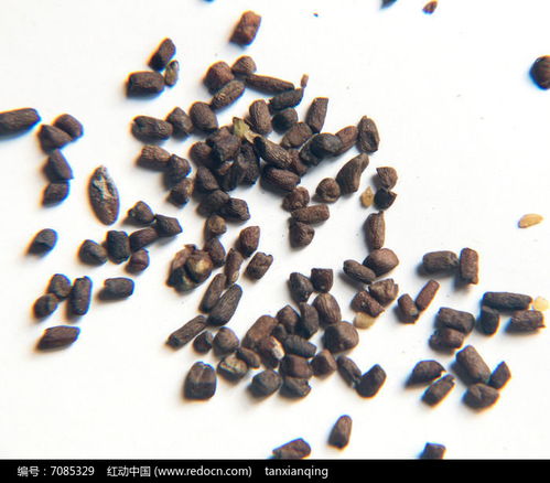 莳萝种子高清图片下载指南——红动网花卉种子资源