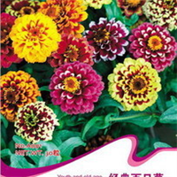 花卉种子选购指南 2024年价格、图片、产地与报价全解析