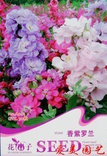 紫罗兰植物 最新最全产品参考信息与花卉种子指南