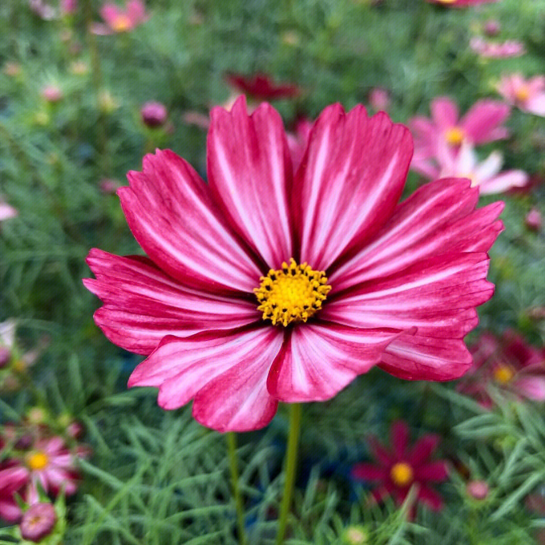 打造绚丽花海 常州波斯菊景观花卉种子供应全解析