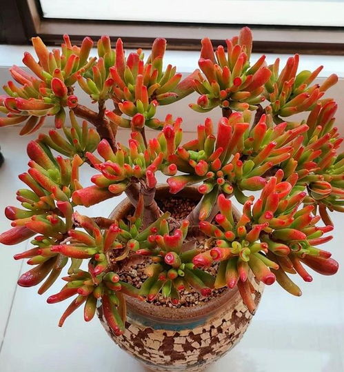 5种建议用小盆养的花卉 小盆易出精品，大盆易烂根