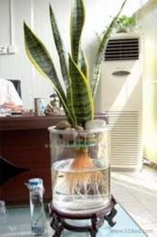 水培植物供应信息 批发、价格与选购指南