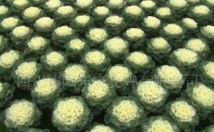 供应羽叶甘兰(名古屋)花卉种子——优质农副产品选择