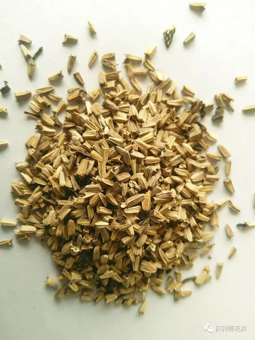 40多种打造花海花田的花卉种子，你认识几种？