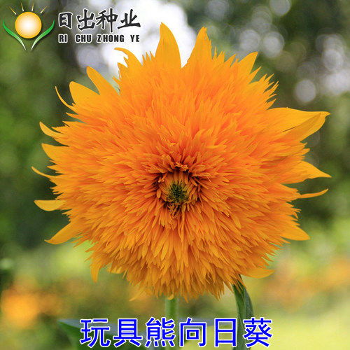 多品种向日葵种子的选择与种植指南