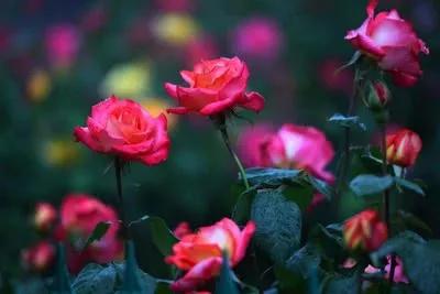 河南18市市花大全 这种花竟为8个市共同青睐