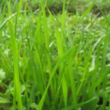 2020年花卉种子种苗价格与批发报价详解 - 种子网花卉种子系列