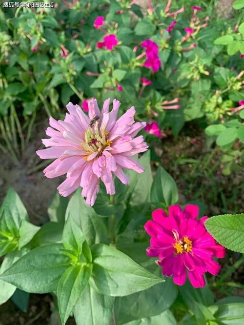 九块九的花种子，是实惠还是智商税？