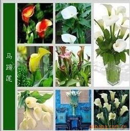 彩色马蹄莲种球苗木花卉种子的种植与养护指南