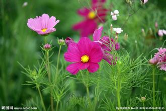 波斯菊花卉种子市场报价及厂家分析