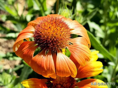 天人菊集翠 21种花卉种子，先睹为快