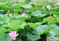 供应优质观赏荷花莲花种子及种苗，助力园艺与农副产品发展